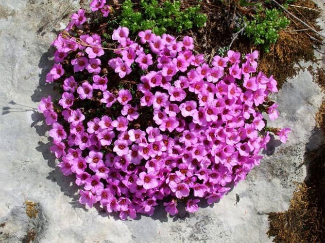 Садовые цветы камнеломка фото. Камнеломка пурпурная мантия. Камнеломка супротивнолистная. Камнеломка Фламинго. Камнеломка супротивнолистная (Saxifraga oppositifolia).