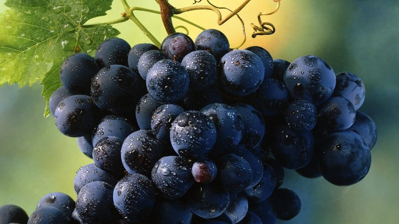 Основні типи плодів у винограду