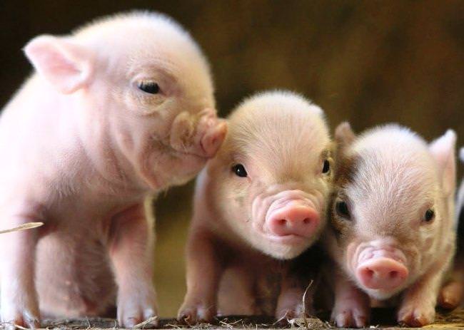 Головні причини, чому свині відмовляються від їжі