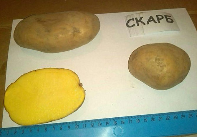 Картопля скарб