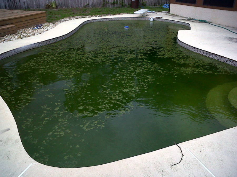 Вода в басейні зелена