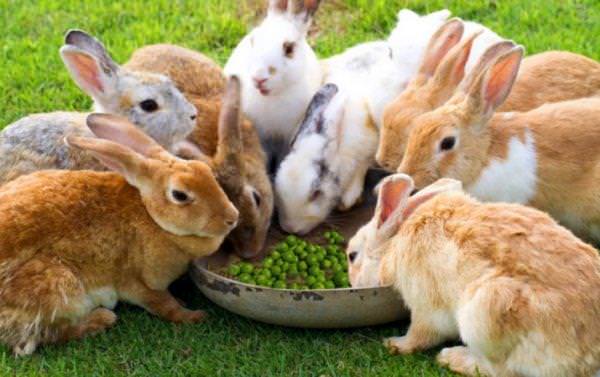 Правильне харчування кроликів: базові принципи