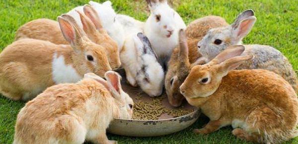Чим живляться кролики?