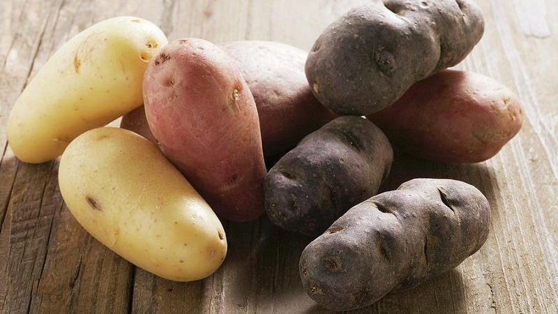 Термін дозрівання картоплі: важливість та особливості